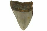 Bargain, Fossil Megalodon Tooth - North Carolina #183354-1